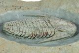 Lower Cambrian Trilobite (Termierella) - Issafen, Morocco #381247-3